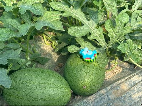 吃瓜基地最新,最新热点事件深度剖析