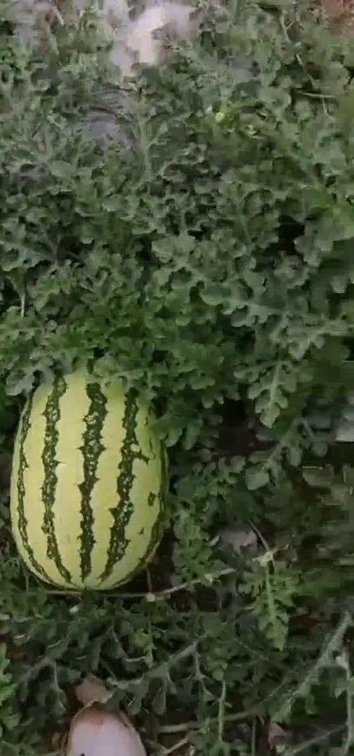 吃瓜基地最新,最新热点事件深度剖析