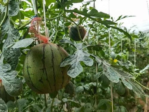 吃瓜基地最新,最新热点事件深度剖析