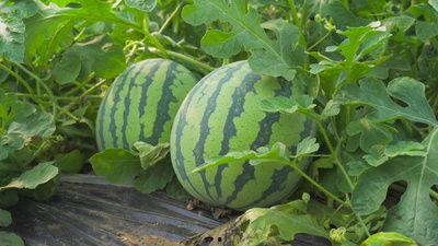 宏上头的吃瓜视频