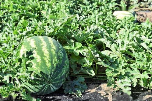 种植西瓜老鼠吃瓜吗