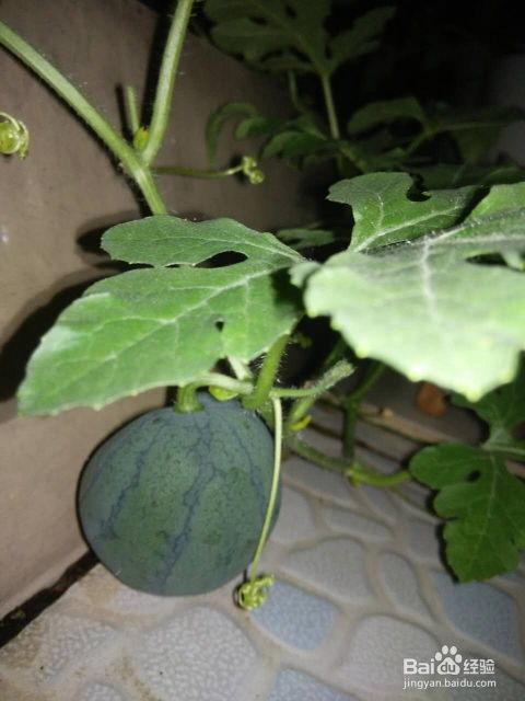 种植西瓜老鼠吃瓜吗