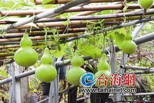 葫芦瓜咋晒干吃的,传统晒干工艺打造独特风味