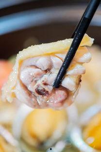 母鸡可以吃瓜吗,探索家禽的饮食新选择