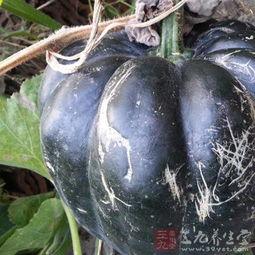 方瓜熬着吃,传统烹饪技艺的现代演绎