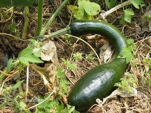 方瓜熬着吃,传统烹饪技艺的现代演绎