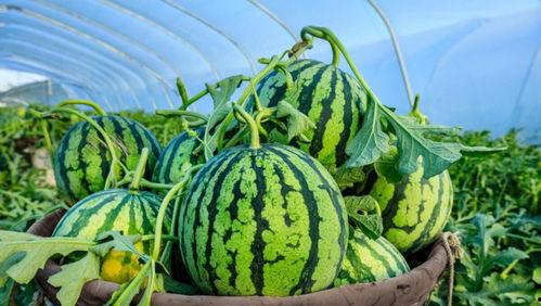 闲时养花无聊吃瓜,吃瓜乐享生活