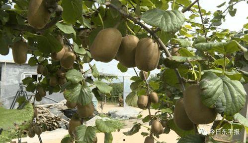 巨鹿木匠庄吃瓜,一场别开生面的吃瓜盛宴