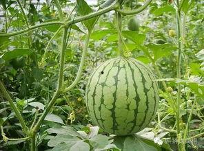 超长西瓜特效吃瓜,揭秘夏日消暑新潮流