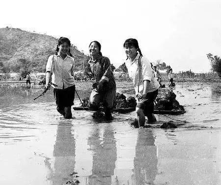 对照知青组吃瓜日常,对照知青组吃瓜日常的温馨回忆