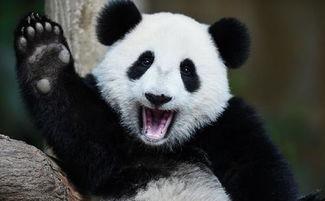 熊猫吃瓜的图片,品味瓜果乐享夏日