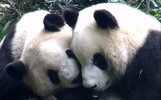 熊猫吃瓜的图片,品味瓜果乐享夏日