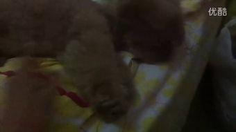 最新恶心吃瓜视频,惊悚揭秘！最新吃瓜视频揭露惊人内幕