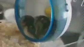 铁憨憨吃瓜,揭秘娱乐圈那些不为人知的幕后故事