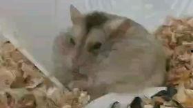 铁憨憨吃瓜,揭秘娱乐圈那些不为人知的幕后故事