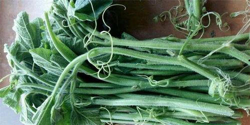 山里的瓜尖怎么吃,探索美味新吃法