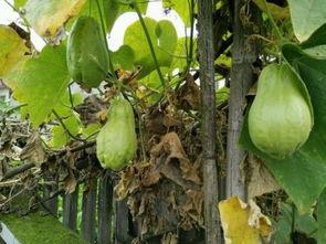 陈耳吃瓜,揭秘娱乐圈背后的那些事儿