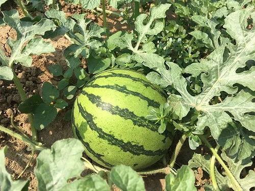 陈耳吃瓜,揭秘娱乐圈背后的那些事儿