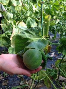 吃瓜论坛社区,揭秘娱乐圈幕后故事，带你走进明星生活