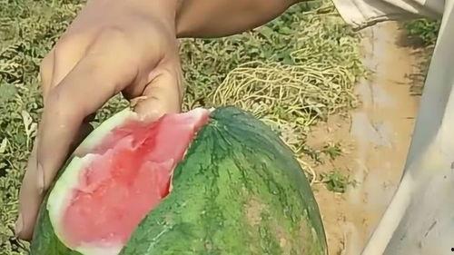 可以剥皮吃的瓜,剥皮瓜果的诱惑之旅