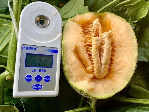 吃瓜大全的介绍,揭秘娱乐圈幕后故事，带你领略明星们的真实生活