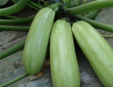 西葫瓜是蒲瓜吗怎么吃