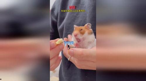 仓鼠吃瓜表情包,仓鼠吃瓜表情包的欢乐瞬间