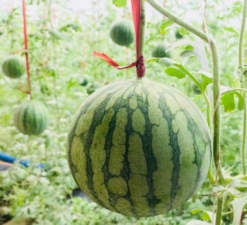 半吃西拉瓜,探寻美食与文化的交融之旅