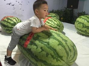 陕北吃瓜事件,一场引发热议的网络狂欢与反思