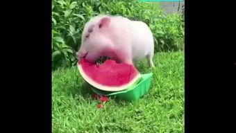 粉红小猪吃瓜,粉红小猪的甜蜜瓜果时光