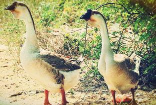 鹅吃角瓜吗,一场意外的美食邂逅