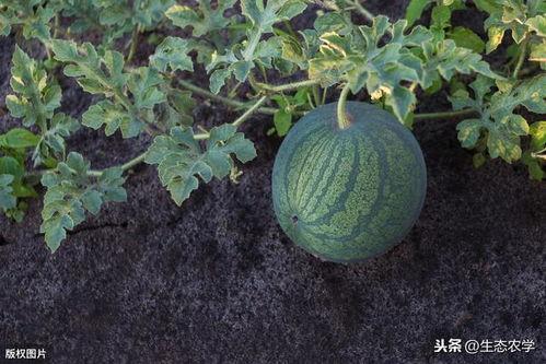 各种吃瓜技术视频,跟随吃瓜技术视频解锁美味新境界