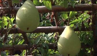 陌上田园吃瓜,一场别开生面的田园吃瓜盛宴