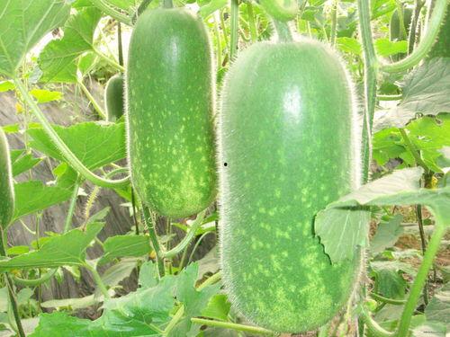 铜陵吃瓜大赛,夏日狂欢，瓜王争霸记