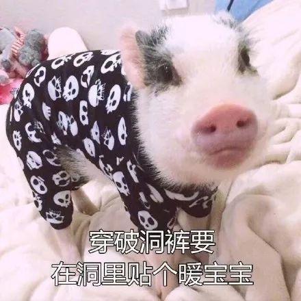 吃瓜少女猪大雅,吃瓜少女的美食之旅