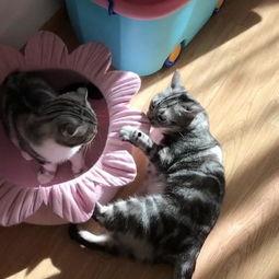 吃瓜第一喵,揭秘娱乐圈那些不为人知的幕后故事