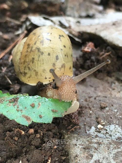 带你吃瓜僵尸蜗牛,吃瓜僵尸蜗牛的神秘世界