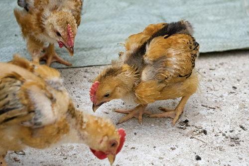 小鸡吃瓜图,趣味盎然的田园生活瞬间