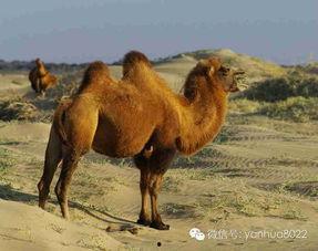 骆驼大战兔子吃瓜