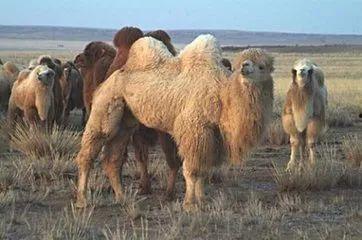 骆驼大战兔子吃瓜