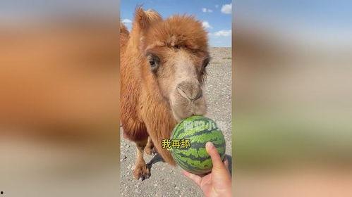 骆驼大战兔子吃瓜