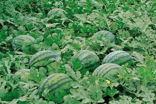 看瓜哥吃瓜现场图片高清,高清图片揭秘瓜界风云