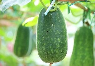 夏天必须吃瓜,必尝的清凉瓜果盛宴