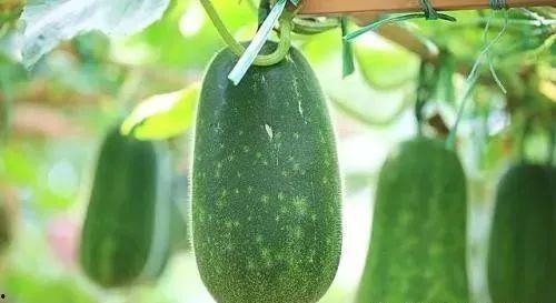 夏天都有啥瓜可以吃