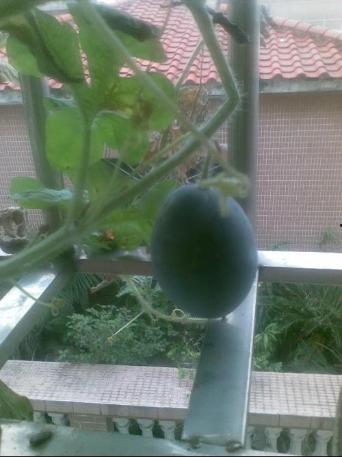 在自家阳台吃瓜,家的味道，夏日的悠闲时光
