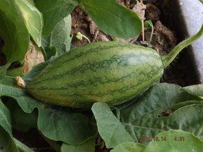 在自家阳台吃瓜,家的味道，夏日的悠闲时光