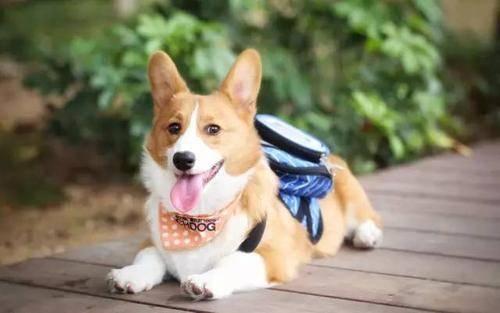 狗狗吃白兰瓜,甜蜜诱惑下的健康美味之旅