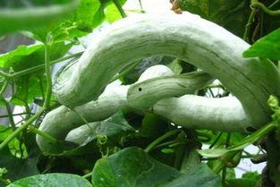 吃蛇瓜会胃痛吗,吃蛇瓜引发胃痛？揭秘蛇瓜食用风险与注意事项