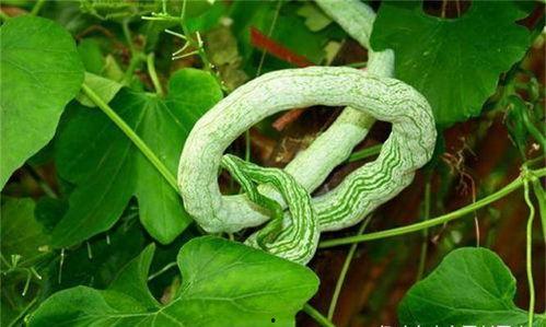 吃蛇瓜会胃痛吗,吃蛇瓜引发胃痛？揭秘蛇瓜食用风险与注意事项