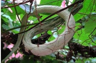 吃蛇瓜会胃痛吗,吃蛇瓜引发胃痛？揭秘蛇瓜食用风险与注意事项